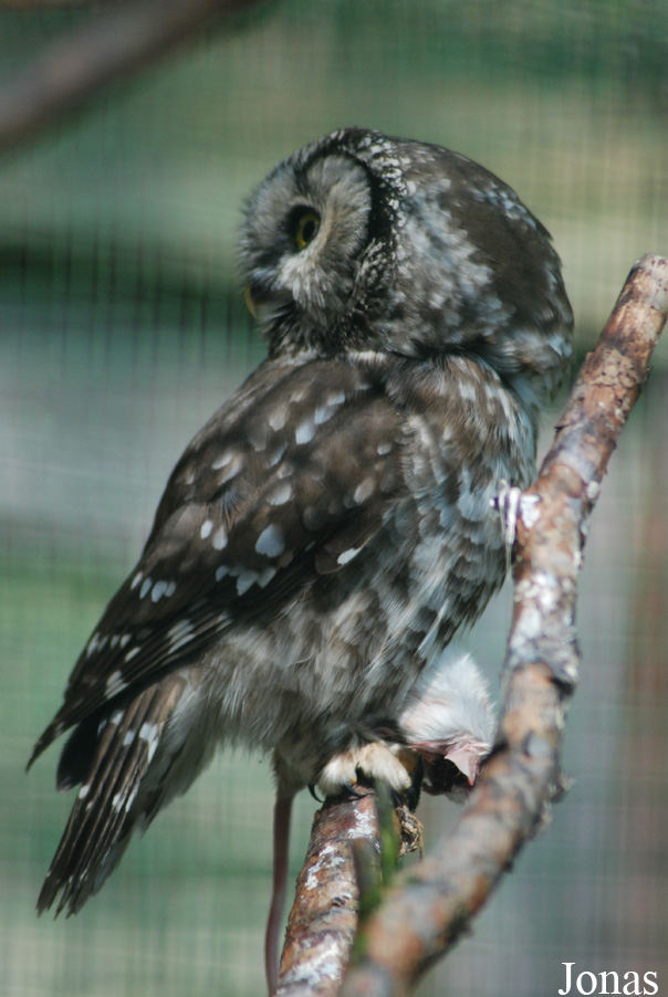 Zoo Děčín