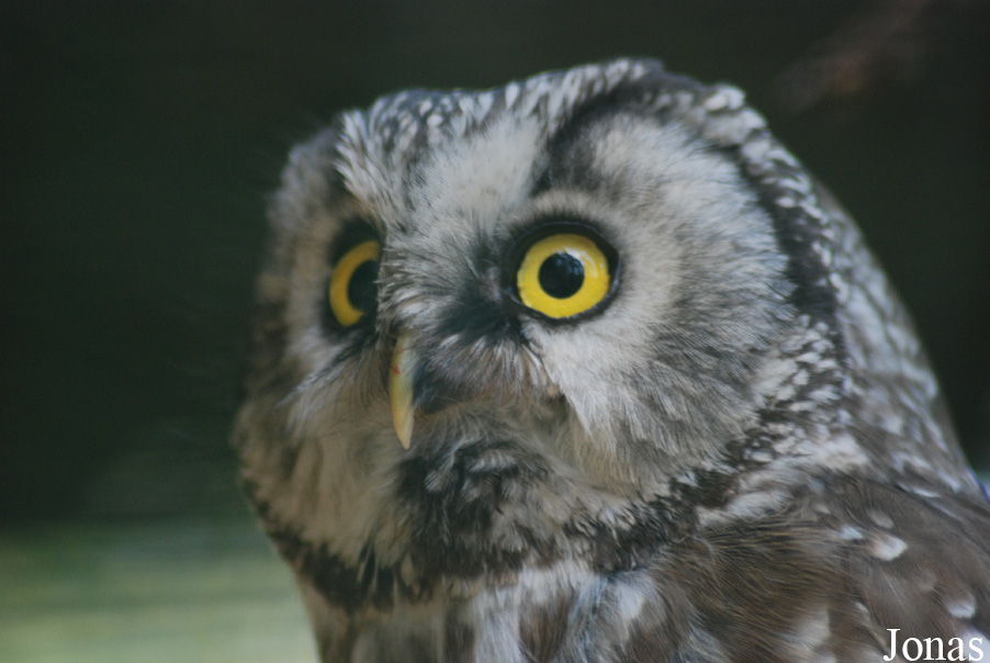 Zoo Děčín