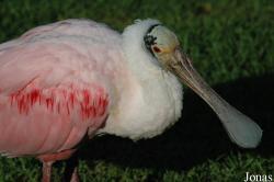 Platalea ajaja