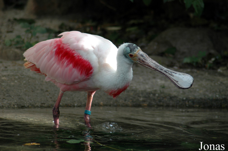 Zoo Landau in der Pfalz