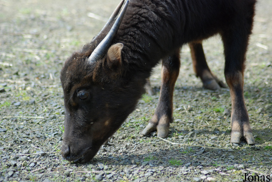 Zoo Děčín
