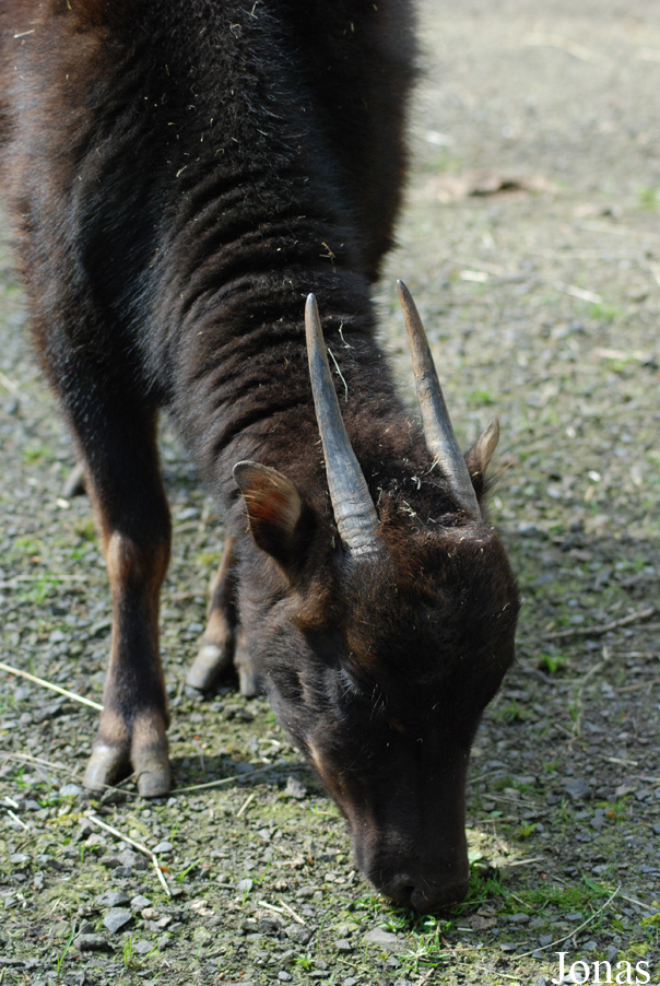 Zoo Děčín
