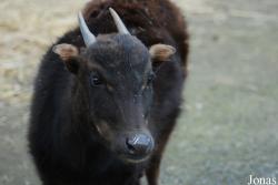 Zoo Děčín