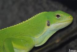 Brachylophus fasciatus