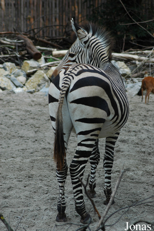 Zoo Landau in der Pfalz