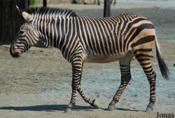 Equus zebra
