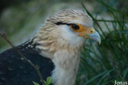 Daptrius chimachima