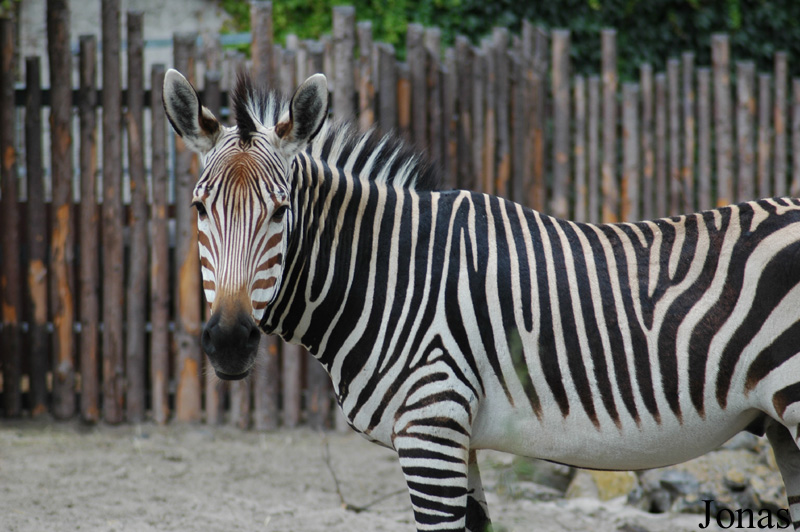 Zoo Landau in der Pfalz