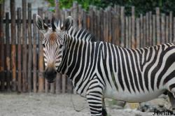 Zoo Landau in der Pfalz