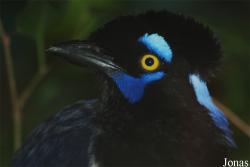 Cyanocorax chrysops