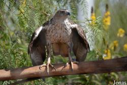 Aquila fasciata