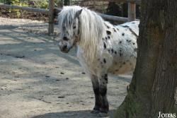 Poney Mini-Appaloosa