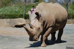 Zoo Dvůr Králové