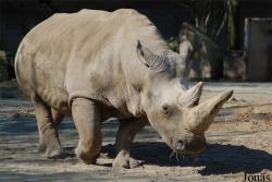 Ceratotherium simum cottoni