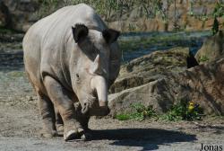 Zoo Dvůr Králové