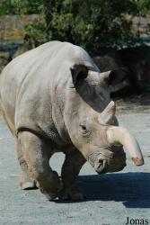 Zoo Dvůr Králové