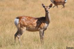 Cervus nippon