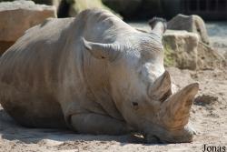 Zoo Dvůr Králové