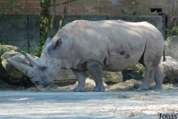 Zoo Dvůr Králové