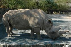 Zoo Dvůr Králové