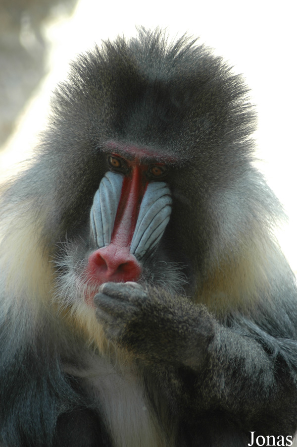 Zoo d'Amnéville