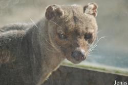 Zoo Dvůr Králové