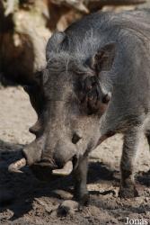 Zoo Dvůr Králové