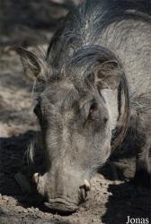 Zoo Dvůr Králové