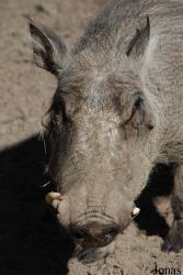 Zoo Dvůr Králové