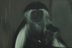 Zoo Dvůr Králové