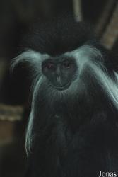 Zoo Dvůr Králové