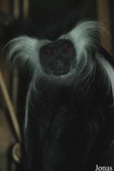 Zoo Dvůr Králové