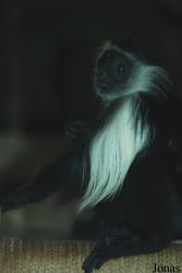 Zoo Dvůr Králové