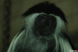 Zoo Dvůr Králové