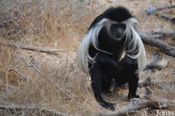 Colobus angolensis