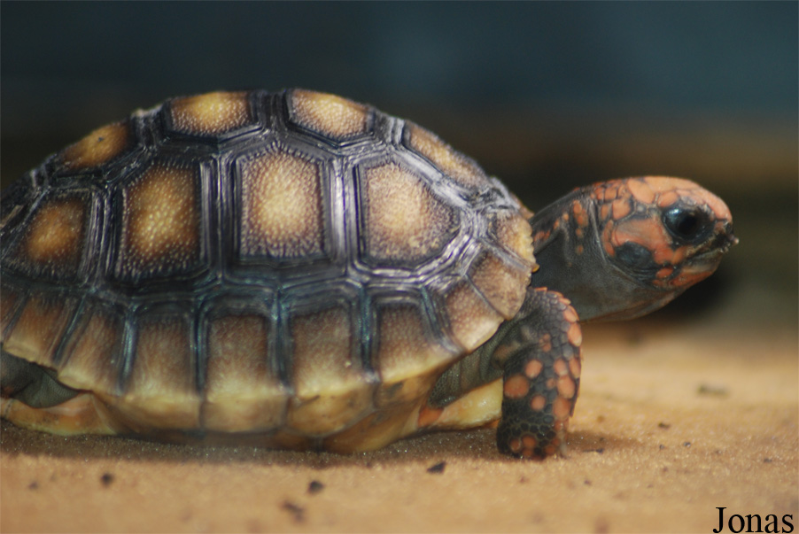 Zoo Dvůr Králové