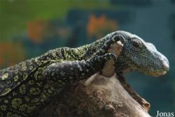 Zoo Dvůr Králové