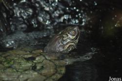 Zoo Dvůr Králové