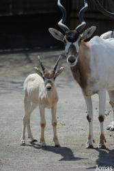 Zoo Dvůr Králové