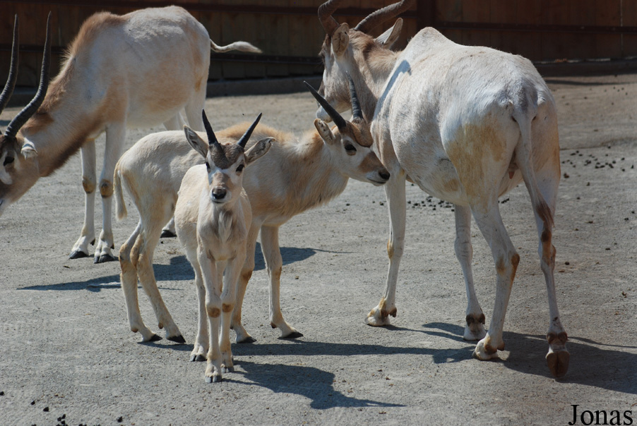 Zoo Dvůr Králové