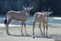 Zoo Dvůr Králové
