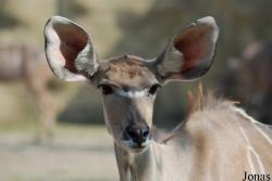Tragelaphus strepsiceros