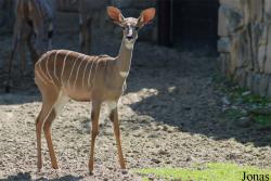 Zoo Dvůr Králové
