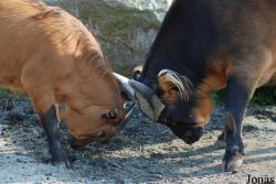 Zoo Dvůr Králové