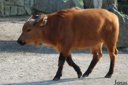 Zoo Dvůr Králové