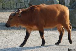 Zoo Dvůr Králové