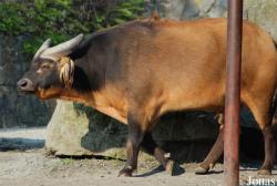 Zoo Dvůr Králové
