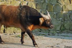 Zoo Dvůr Králové