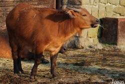 Zoo Dvůr Králové