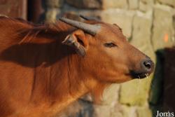 Zoo Dvůr Králové